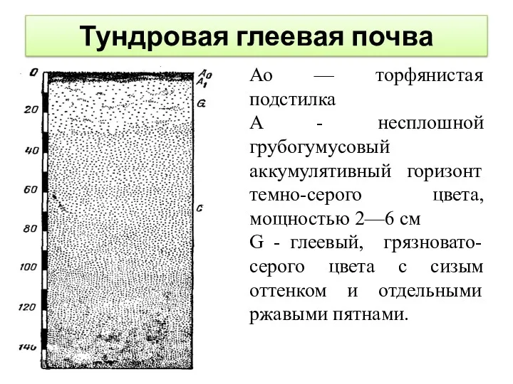 Тундровая глеевая почва Ао — торфянистая подстилка A - несплошной