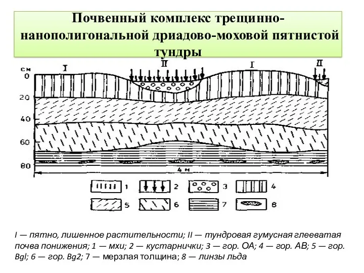 Почвенный комплекс трещинно-нанополигональной дриадово-моховой пятнистой тундры I — пятно, лишенное