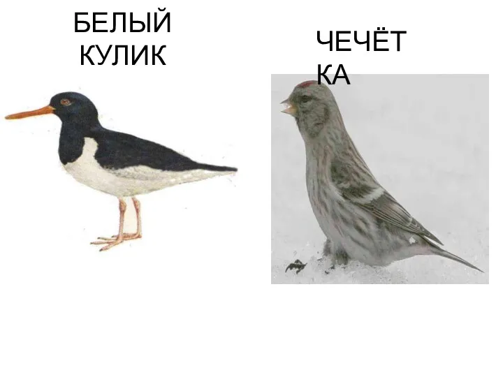 БЕЛЫЙ КУЛИК ЧЕЧЁТКА