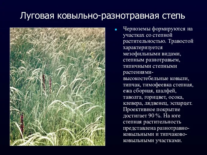 Луговая ковыльно-разнотравная степь Черноземы формируются на участках со степной растительностью.