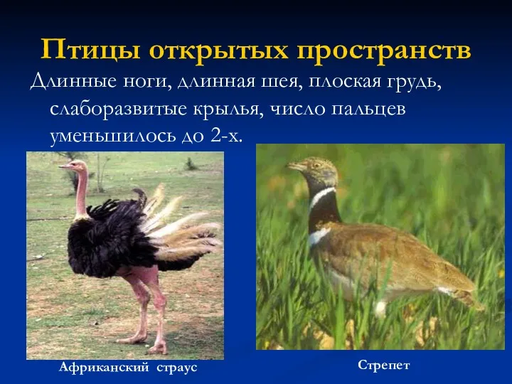 Птицы открытых пространств Длинные ноги, длинная шея, плоская грудь, слаборазвитые