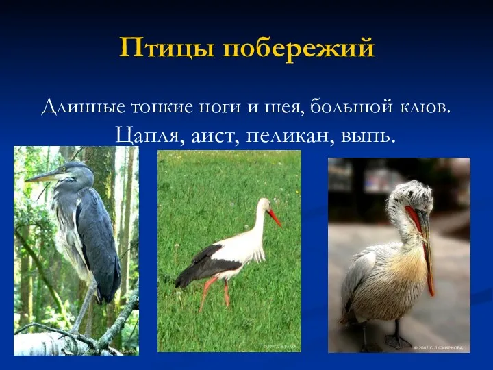 Птицы побережий Длинные тонкие ноги и шея, большой клюв. Цапля, аист, пеликан, выпь.