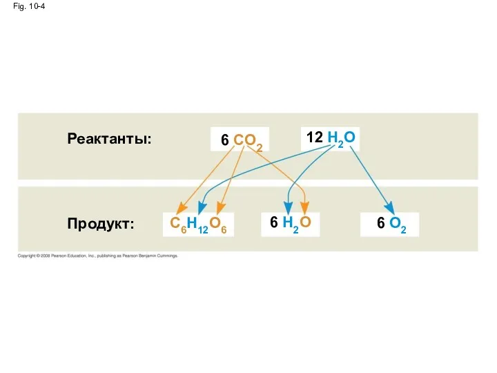 Реактанты: Fig. 10-4 6 CO2 Продукт: 12 H2O 6 O2 6 H2O C6H12O6