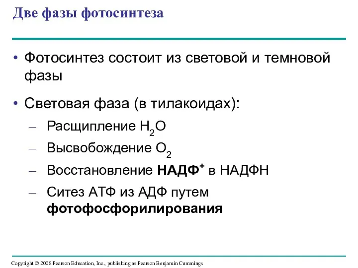 Две фазы фотосинтеза Фотосинтез состоит из световой и темновой фазы