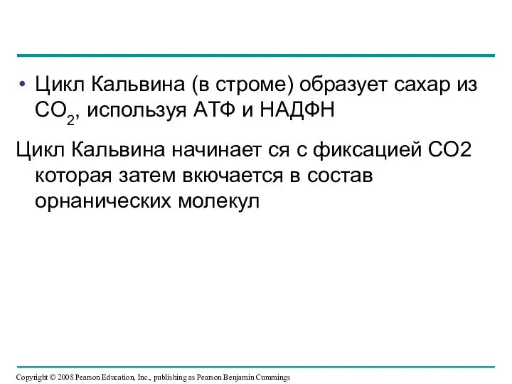 Цикл Кальвина (в строме) образует сахар из CO2, используя AТФ