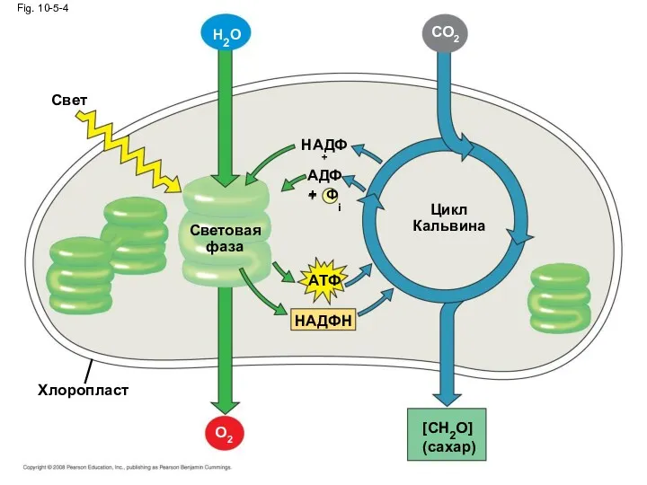 Свет Fig. 10-5-4 H2O Хлоропласт Световая фаза НАДФ+ Ф AДФ