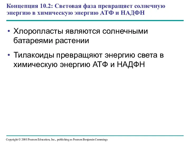 Концепция 10.2: Световая фаза превращяет солнечную энергию в химическую энергию