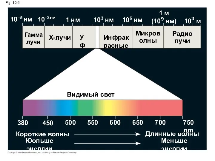 УФ Fig. 10-6 Видимый свет Инфракрасные Микроволны Радио лучи X-лучи