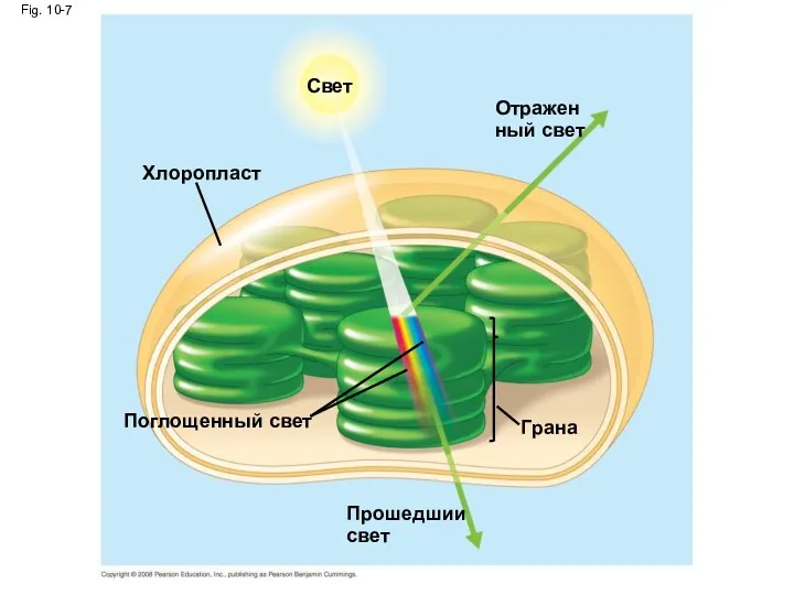 Fig. 10-7 Отраженный свет Поглощенный свет Свет Хлоропласт Прошедшии свет Грана