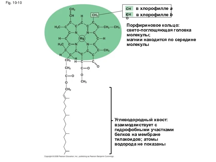 Fig. 10-10 Порфириновое кольцо: свето-поглощяющая головка молекулы; магнии находится по