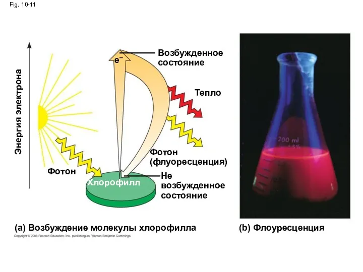 Fig. 10-11 (a) Возбуждение молекулы хлорофилла Тепло Возбужденное состояние (b)