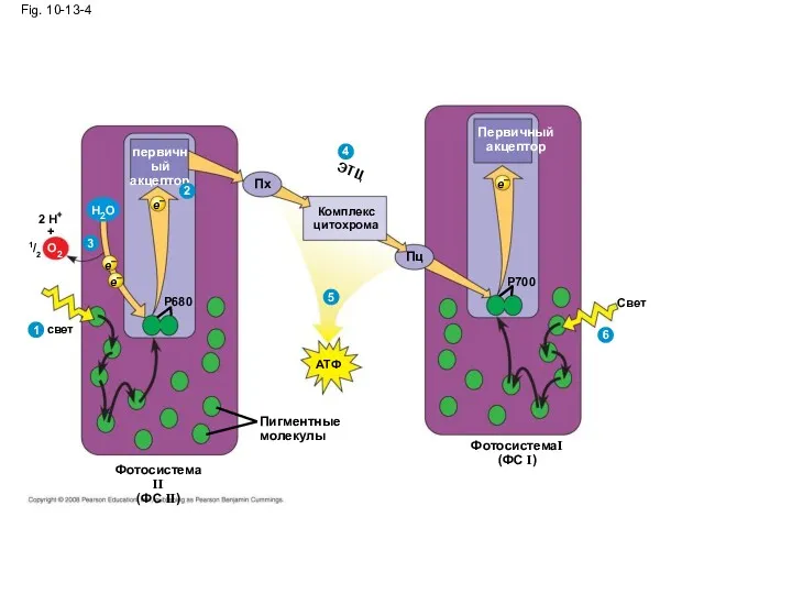 Пигментные молекулы свет P680 e– первичный акцептор 2 1 e–