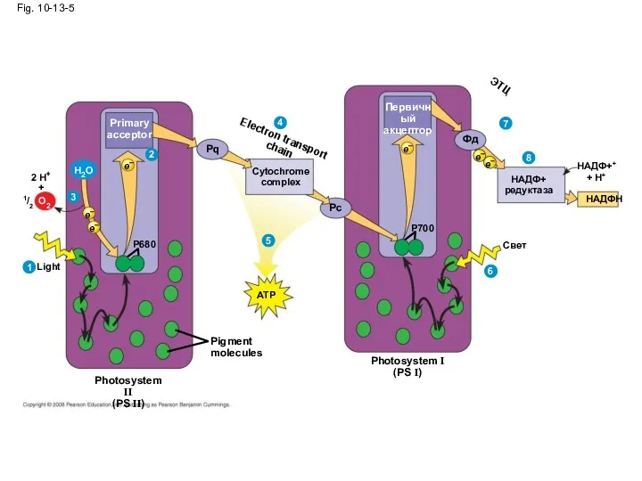 Pigment molecules Light P680 e– Primary acceptor 2 1 e–