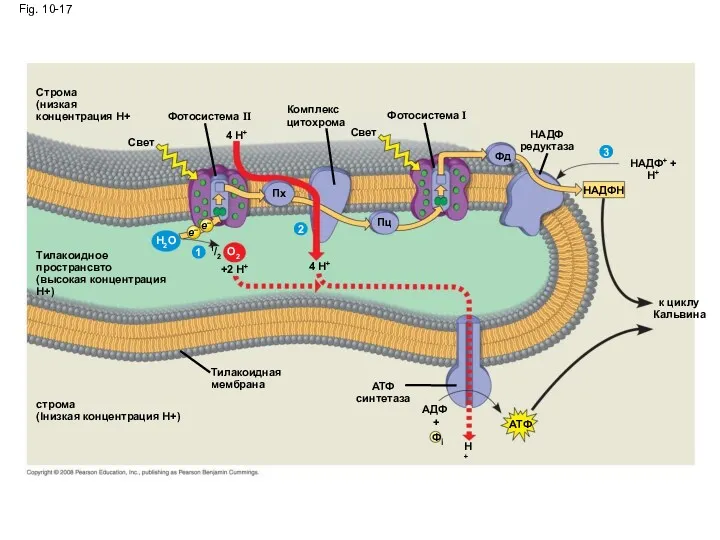 Fig. 10-17 Свет Фд Комплекс цитохрома AДФ + i H+