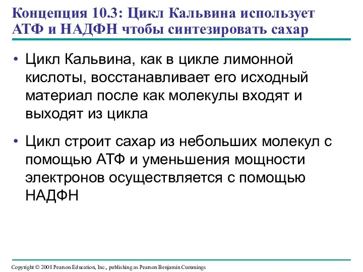 Концепция 10.3: Цикл Кальвина использует АТФ и НАДФН чтобы синтезировать