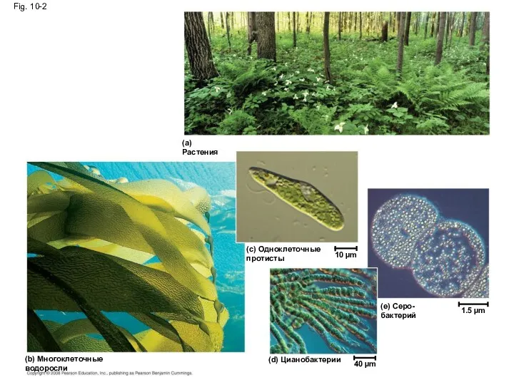 Fig. 10-2 (a) Растения (c) Одноклеточные протисты 10 µm 1.5