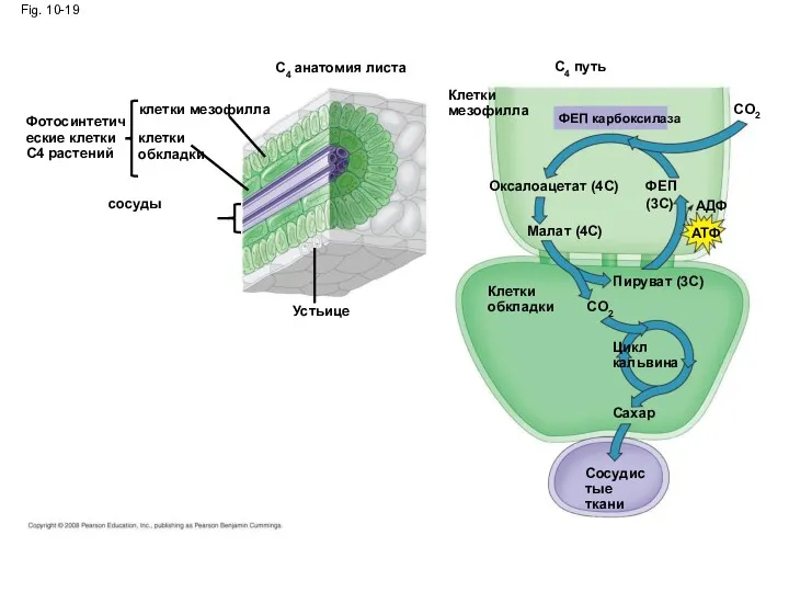 Fig. 10-19 C4 анатомия листа клетки мезофилла Фотосинтетические клетки С4