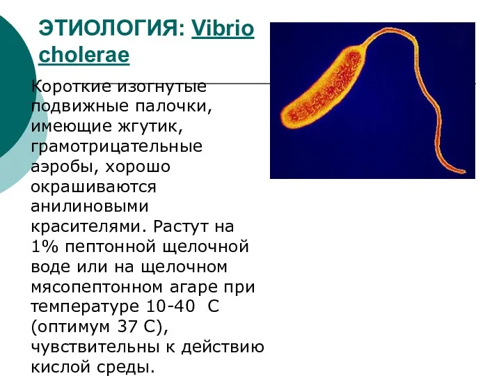 ЭТИОЛОГИЯ: Vibrio cholerae Короткие изогнутые подвижные палочки, имеющие жгутик, грамотрицательные