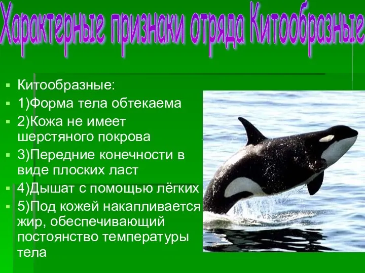 Китообразные: 1)Форма тела обтекаема 2)Кожа не имеет шерстяного покрова 3)Передние