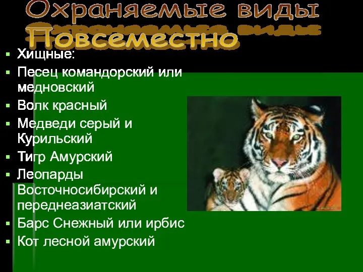 Хищные: Песец командорский или медновский Волк красный Медведи серый и