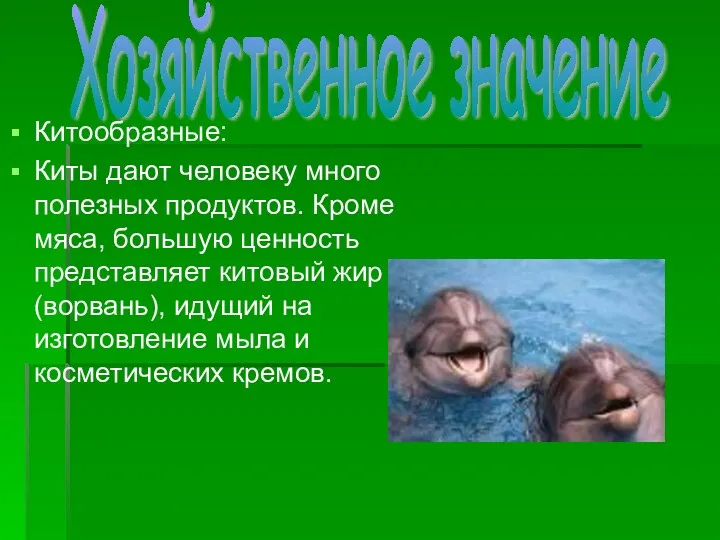 Китообразные: Киты дают человеку много полезных продуктов. Кроме мяса, большую