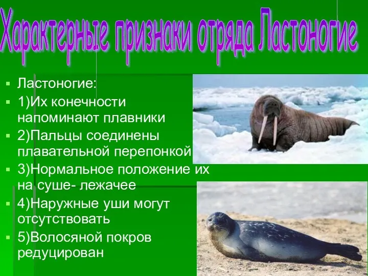 Ластоногие: 1)Их конечности напоминают плавники 2)Пальцы соединены плавательной перепонкой 3)Нормальное