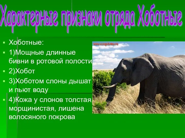 Хоботные: 1)Мощные длинные бивни в ротовой полости 2)Хобот 3)Хоботом слоны