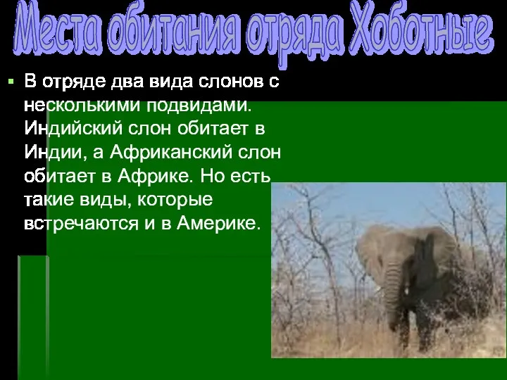 В отряде два вида слонов с несколькими подвидами. Индийский слон