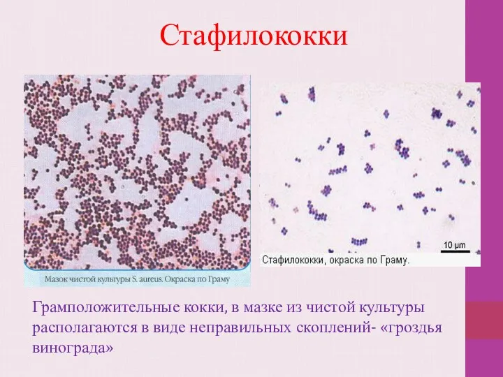 Грамположительные кокки, в мазке из чистой культуры располагаются в виде неправильных скоплений- «гроздья винограда» Стафилококки