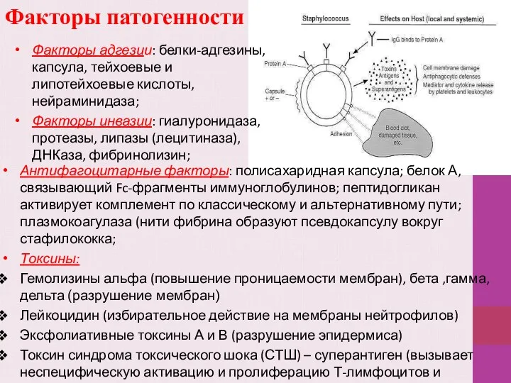 Факторы патогенности Факторы адгезии: белки-адгезины, капсула, тейхоевые и липотейхоевые кислоты,