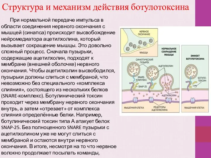 Структура и механизм действия ботулотоксина При нормальной передаче импульса в