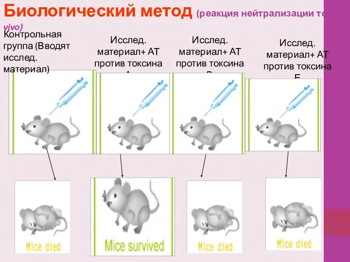 Биологический метод (реакция нейтрализации токсина in vivo) Контрольная группа (Вводят