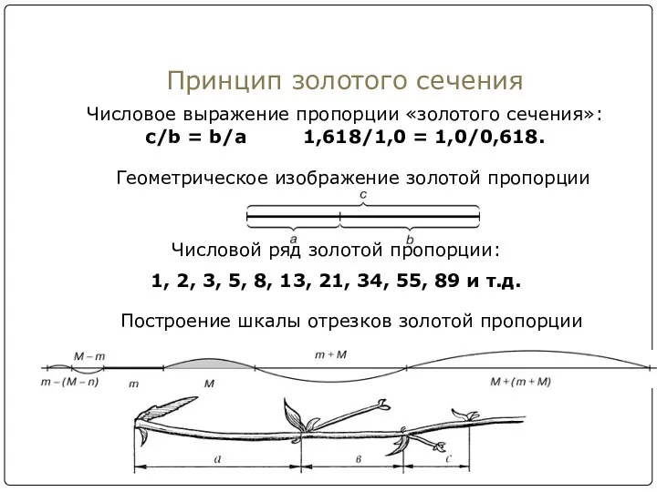Принцип золотого сечения Числовое выражение пропорции «золотого сечения»: с/b =