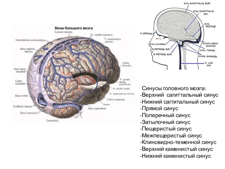 Синусы головного мозга: Верхний сагиттальный синус Нижний саггитальный синус Прямой