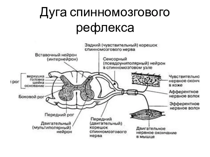 Дуга спинномозгового рефлекса