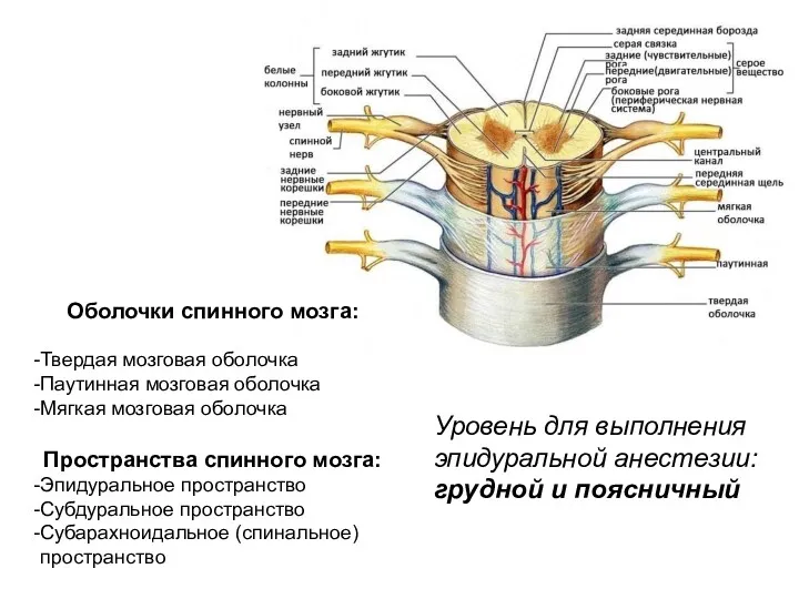 Оболочки спинного мозга: Твердая мозговая оболочка Паутинная мозговая оболочка Мягкая