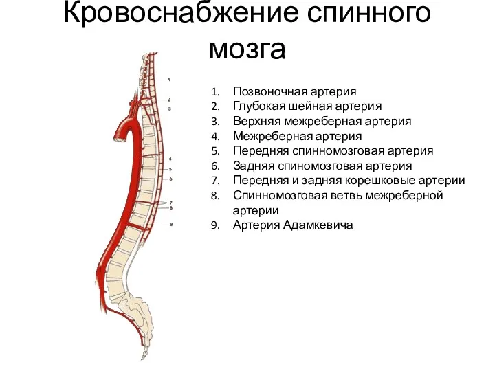 Кровоснабжение спинного мозга Позвоночная артерия Глубокая шейная артерия Верхняя межреберная