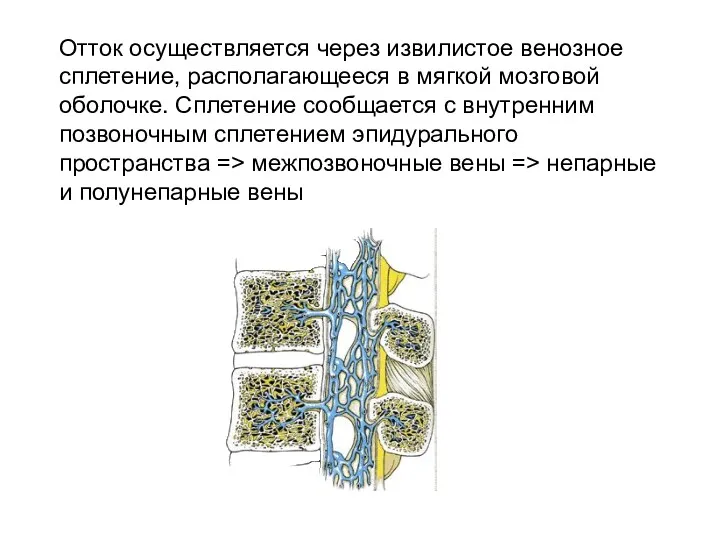 Отток осуществляется через извилистое венозное сплетение, располагающееся в мягкой мозговой