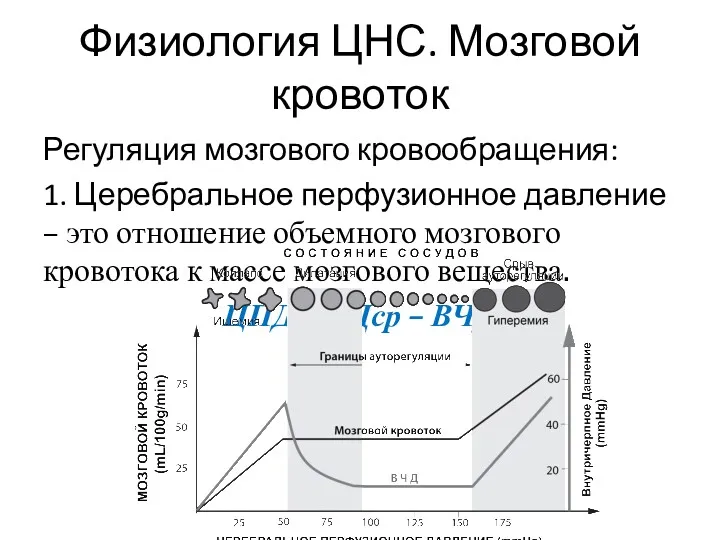 Физиология ЦНС. Мозговой кровоток Регуляция мозгового кровообращения: 1. Церебральное перфузионное