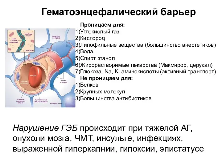 Гематоэнцефалический барьер Проницаем для: Углекислый газ Кислород Липофильные вещества (большинство