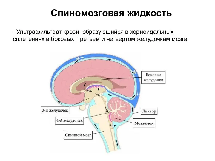 Спиномозговая жидкость - Ультрафильтрат крови, образующийся в хориоидальных сплетениях в боковых, третьем и четвертом желудочкам мозга.