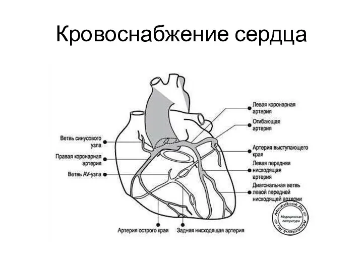 Кровоснабжение сердца