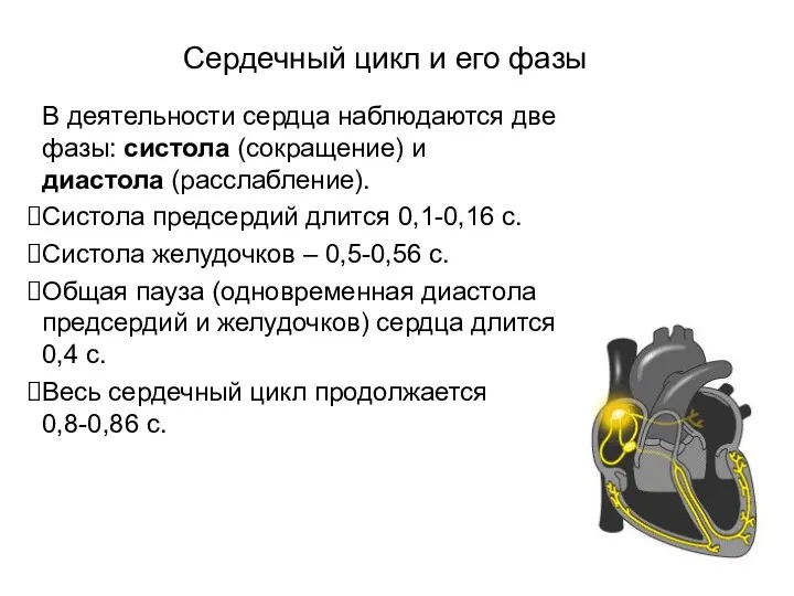 Сердечный цикл и его фазы В деятельности сердца наблюдаются две