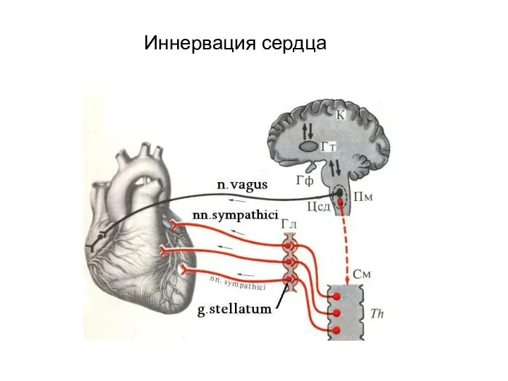 Иннервация сердца