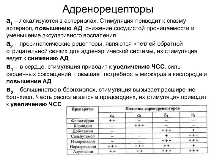 Адренорецепторы а1 – локализуются в артериолах. Стимуляция приводит к спазму