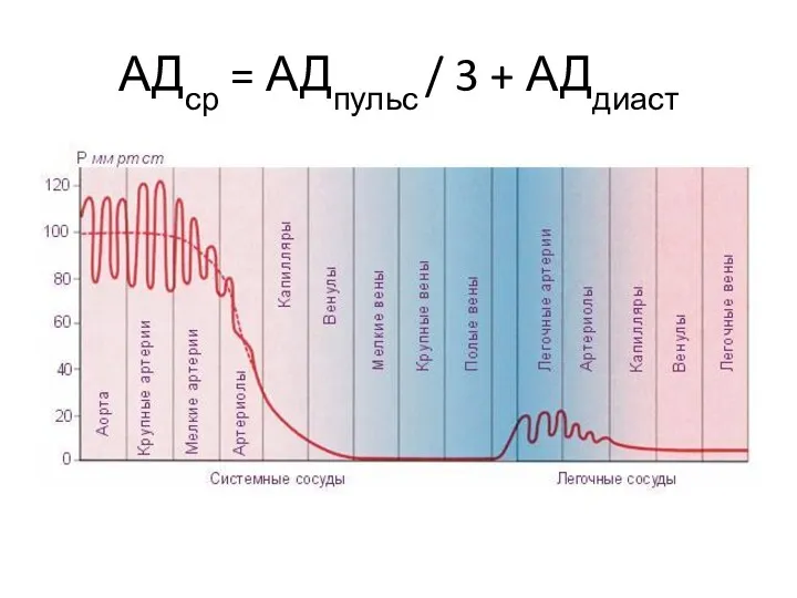 АДср = АДпульс / 3 + АДдиаст