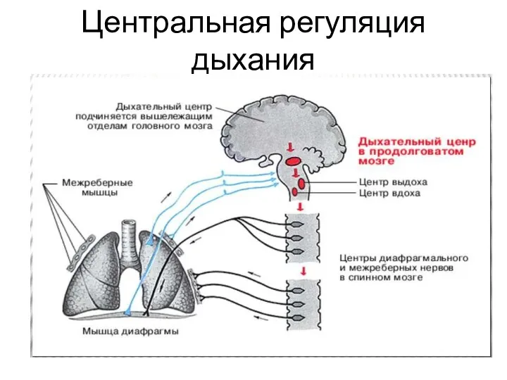 Центральная регуляция дыхания