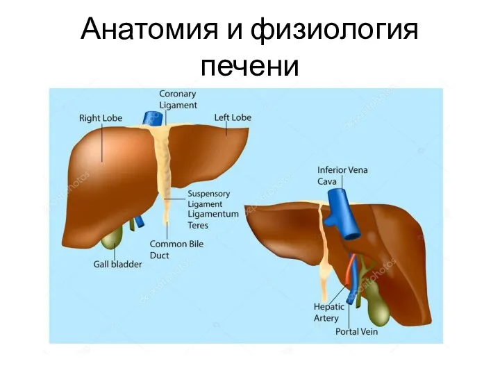 Анатомия и физиология печени