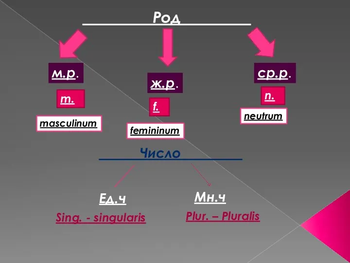 _________Род_________ м.р. ср.р. ж.р. m. n. f. masculinum neutrum femininum