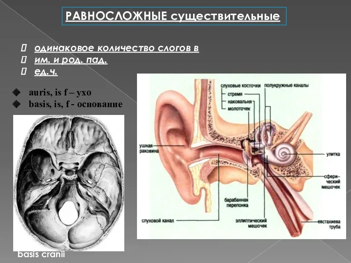 РАВНОСЛОЖНЫЕ существительные одинаковое количество слогов в им. и род. пад.